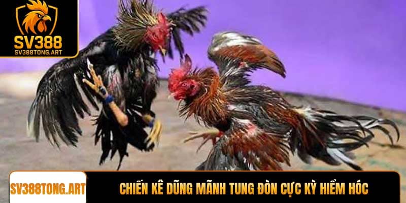 Chiến kê dũng mãnh tung đòn cực kỳ hiểm hóc
