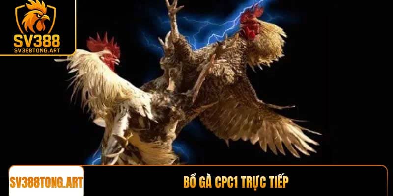 Bồ gà CPC1 trực tiếp tại SV388 an toàn và uy tín nhất