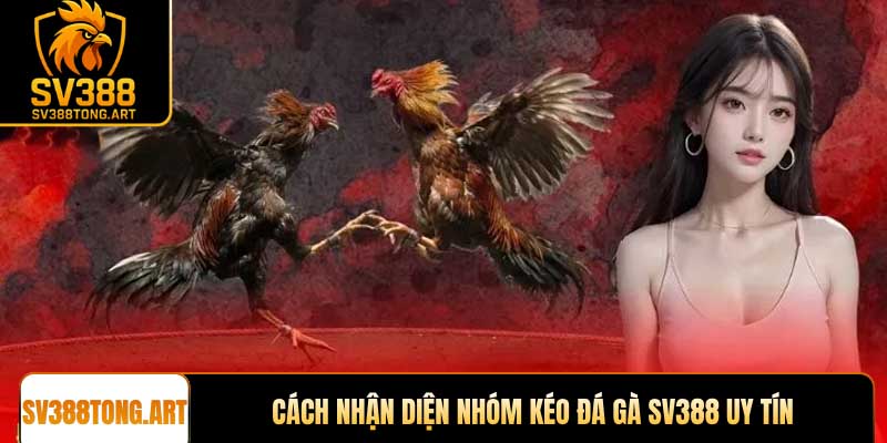 Cách nhận diện Nhóm kéo đá gà SV388 uy tín