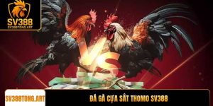 Đá gà cựa sắt Thomo trải nghiệm đỉnh cao tại SV388