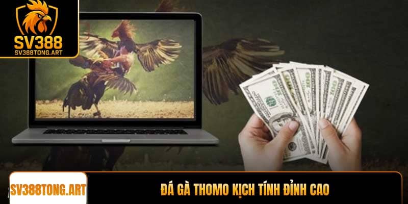 Đá gà Thomo kịch tính đỉnh cao