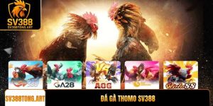 Đá gà Thomo trực tuyến: Trải nghiệm SV388 uy tín nhất