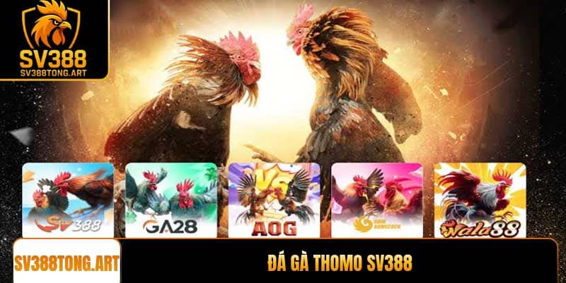 Đá gà Thomo trực tuyến: Trải nghiệm SV388 uy tín nhất
