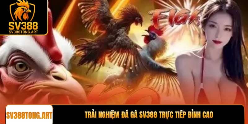 Trải nghiệm đá gà SV388 trực tiếp đỉnh cao