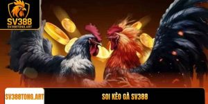 Soi kèo gà SV388: Bí quyết đặt cược thắng lớn từ chuyên gia