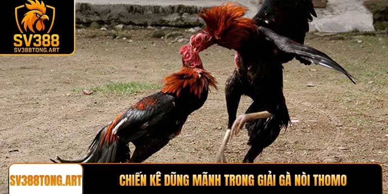 Những chiến kê dũng mãnh trong giải gà nòi Thomo