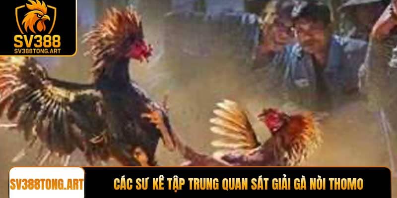 Các sư kê tập trung quan sát giải gà nòi Thomo