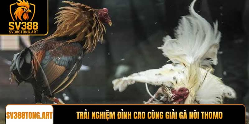 Trải nghiệm đỉnh cao cùng giải gà nòi Thomo